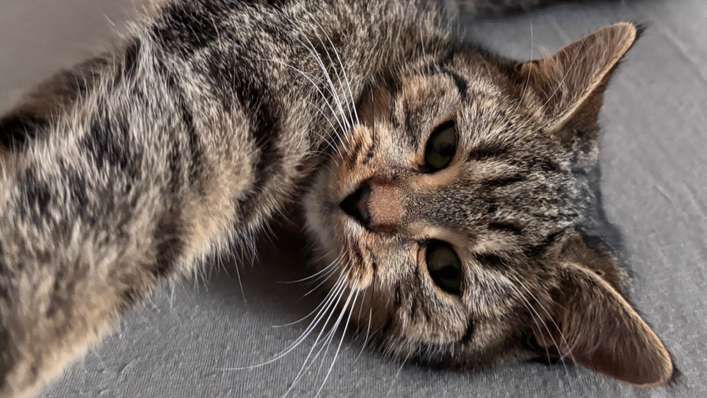 Zwierzak w domu? Katar w pakiecie? To przeziębienie czy już alergia? Zapytaj specjalisty!