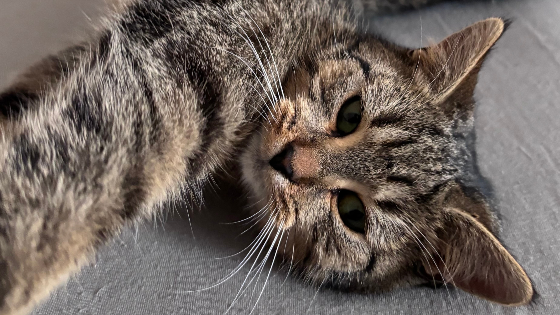 Zwierzak w domu? Katar w pakiecie? To przeziębienie czy już alergia? Zapytaj specjalisty!