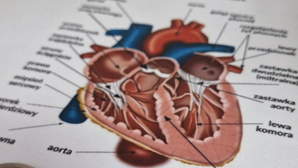 Piątek z lek. Piątkiem! Sprawdź serce zanim samo upomni się o uwagę!